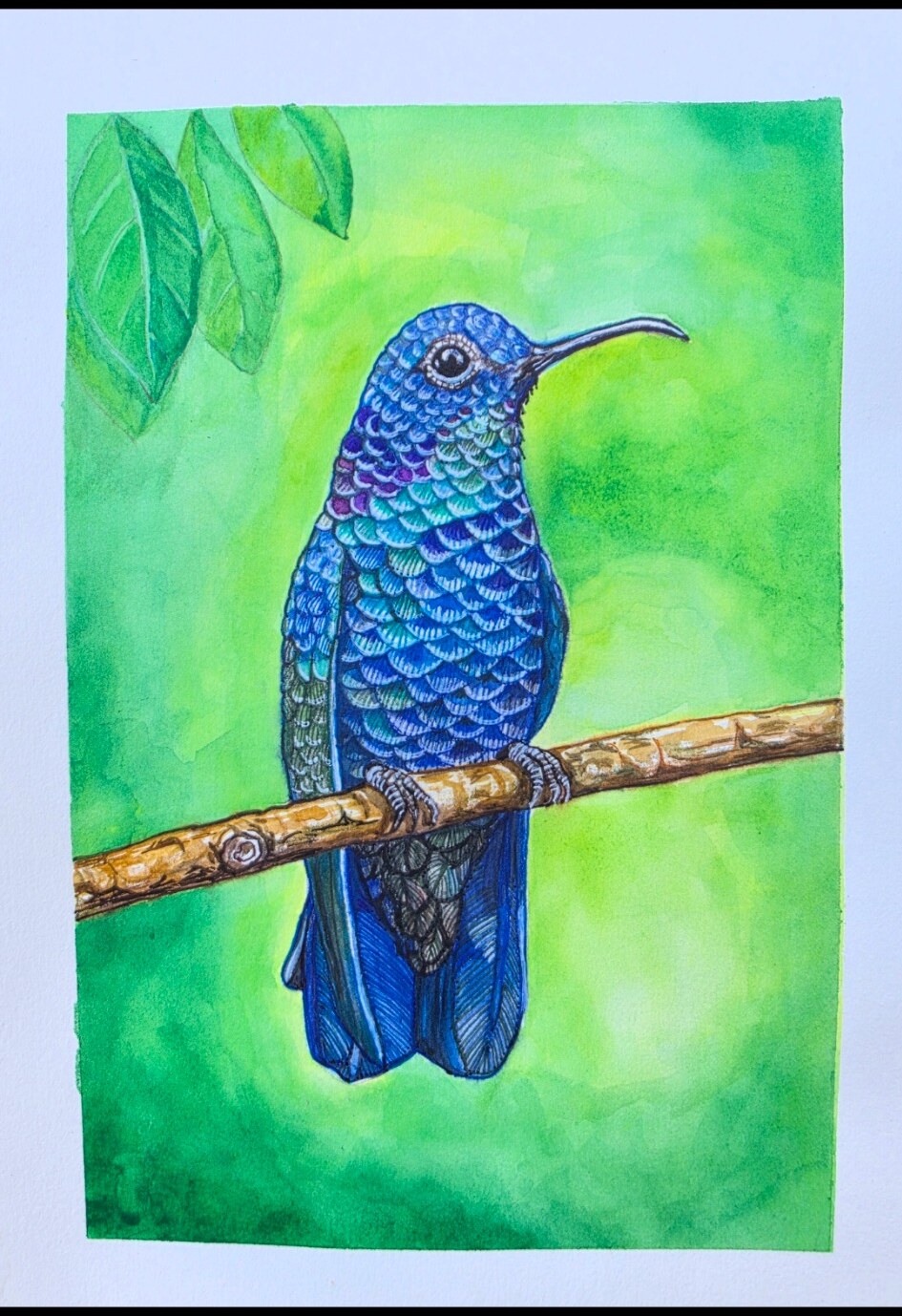 Colibrí sobre rama