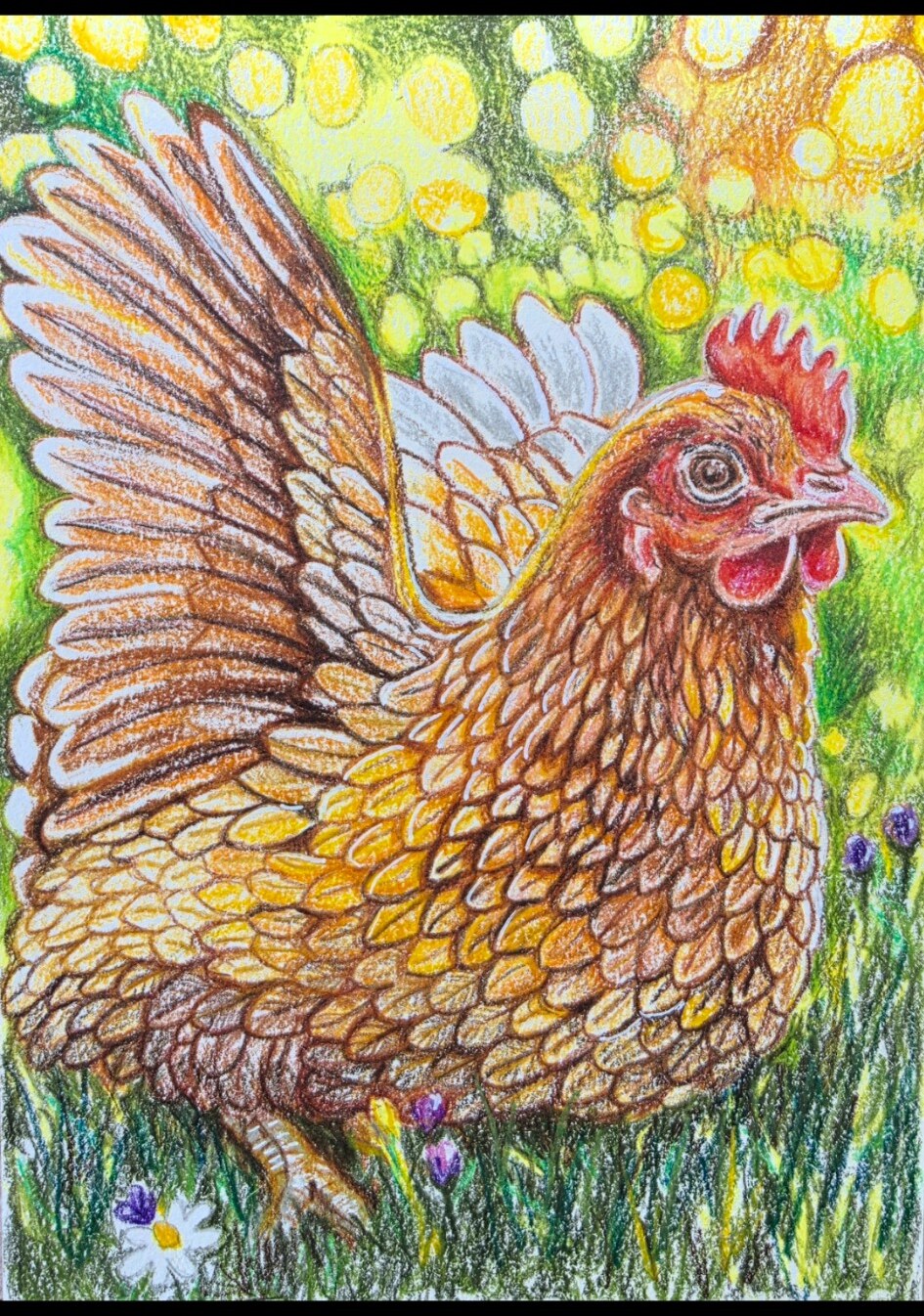Gallina al sol