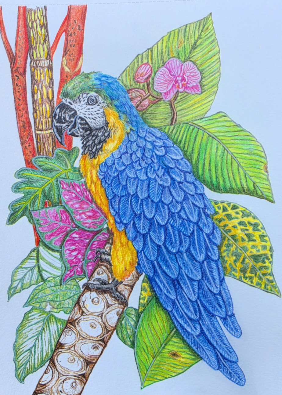Dibujo Loro azul