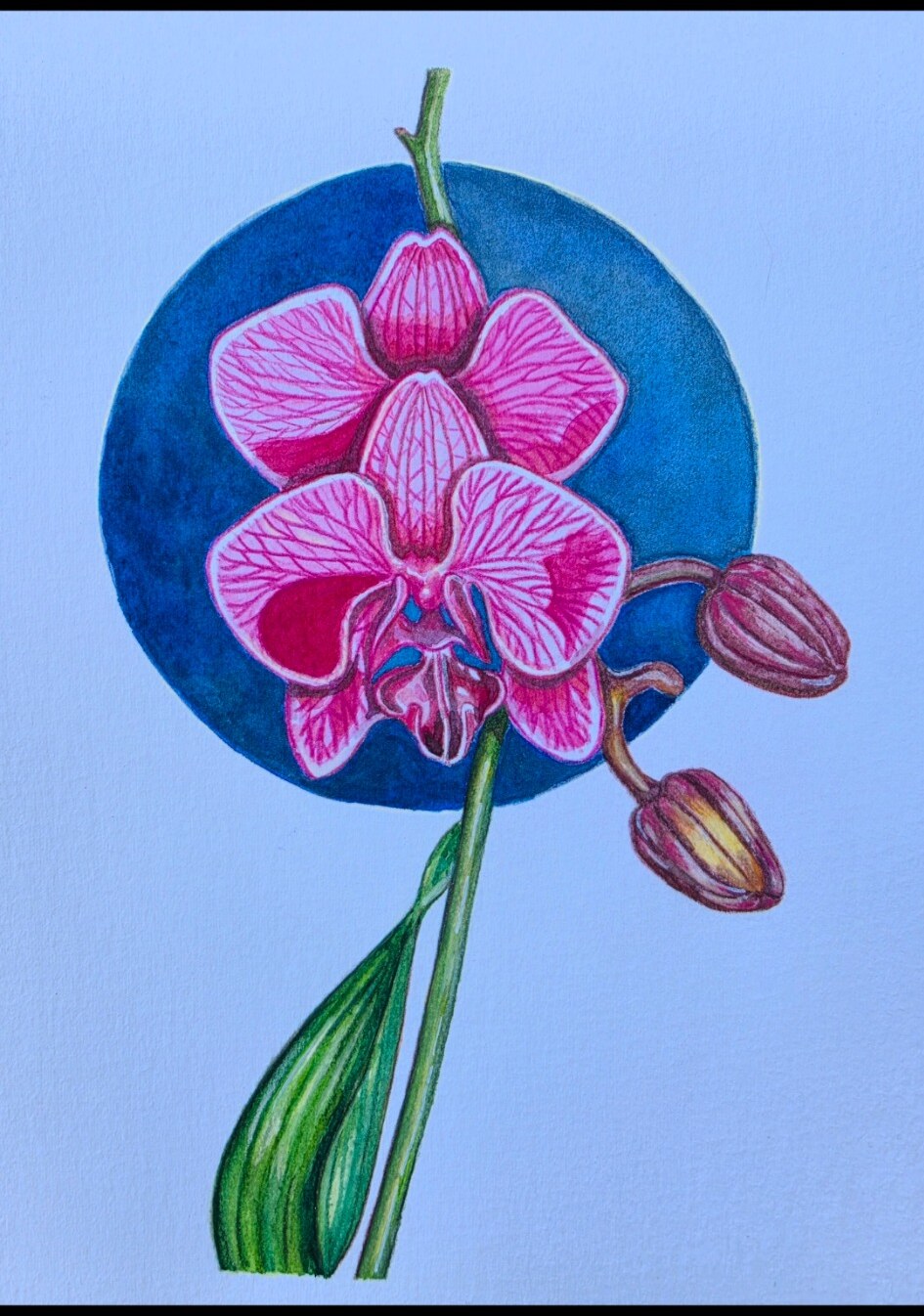 Orquídea rosa